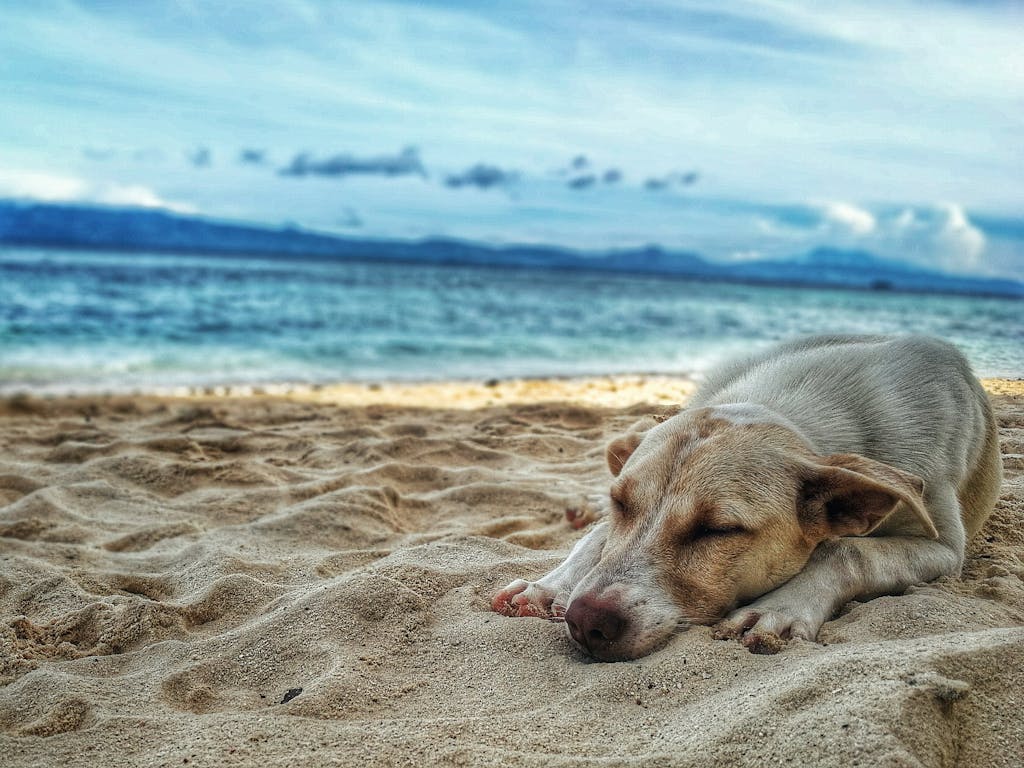 A serene scene of a dog peacefully sleeping on a sandy beach by the ocean in Badian, Philippines.