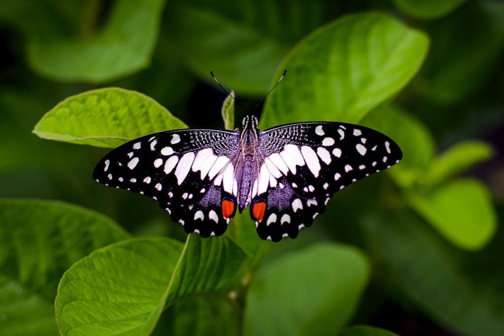 Macro photo of a butterfly with colorful wings resting on lush green leaves, showcasing nature's beauty.