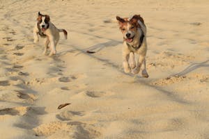 Two playful dogs running energetically on a sunny beach in The Bahamas.