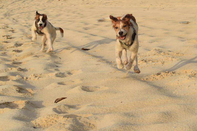 Two playful dogs running energetically on a sunny beach in The Bahamas.