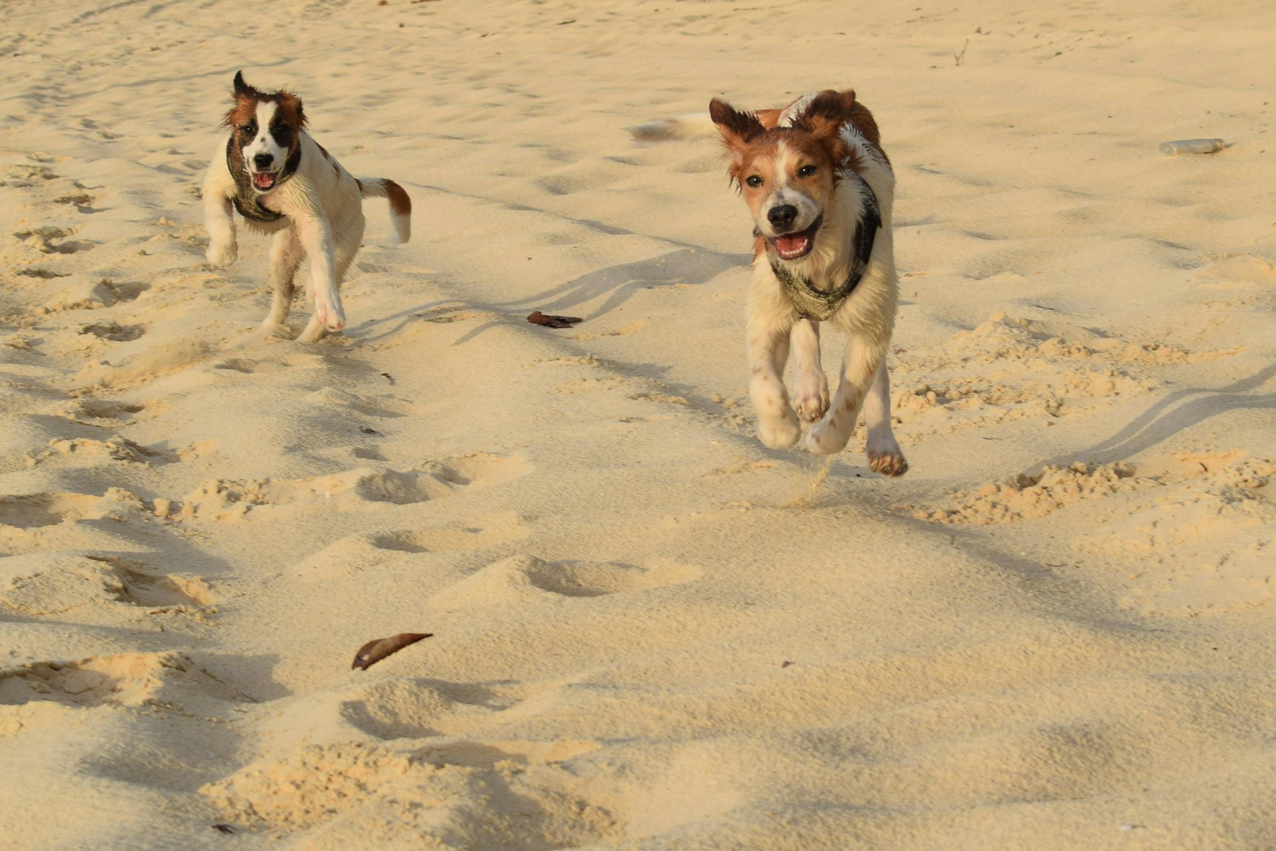 Two playful dogs running energetically on a sunny beach in The Bahamas.