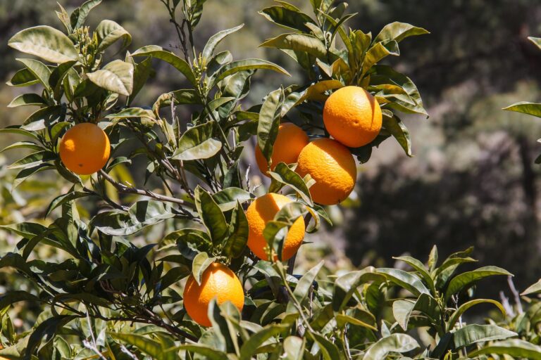 Fuengirola lyhyesti – kaikki oleellinen yhdellä sivulla