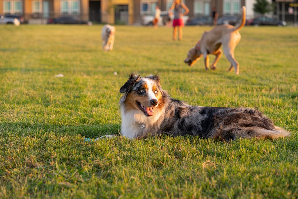 Cute Australian Shepherd lying on grass at a lively outdoor dog park on a sunny day.