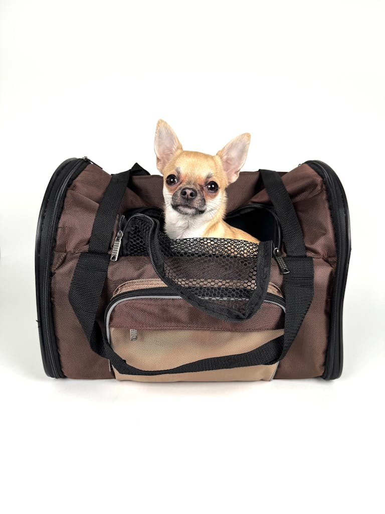Cute chihuahua sitting in a pet carrier on a white background, perfect for pet travel concepts.